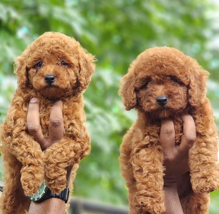 Buy Vaccinated  Poodle Puppy from Hyderabad